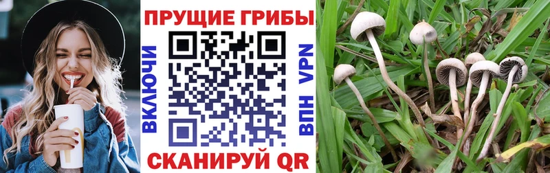 где продают   omg ссылка  Галлюциногенные грибы Cubensis  Демидов 